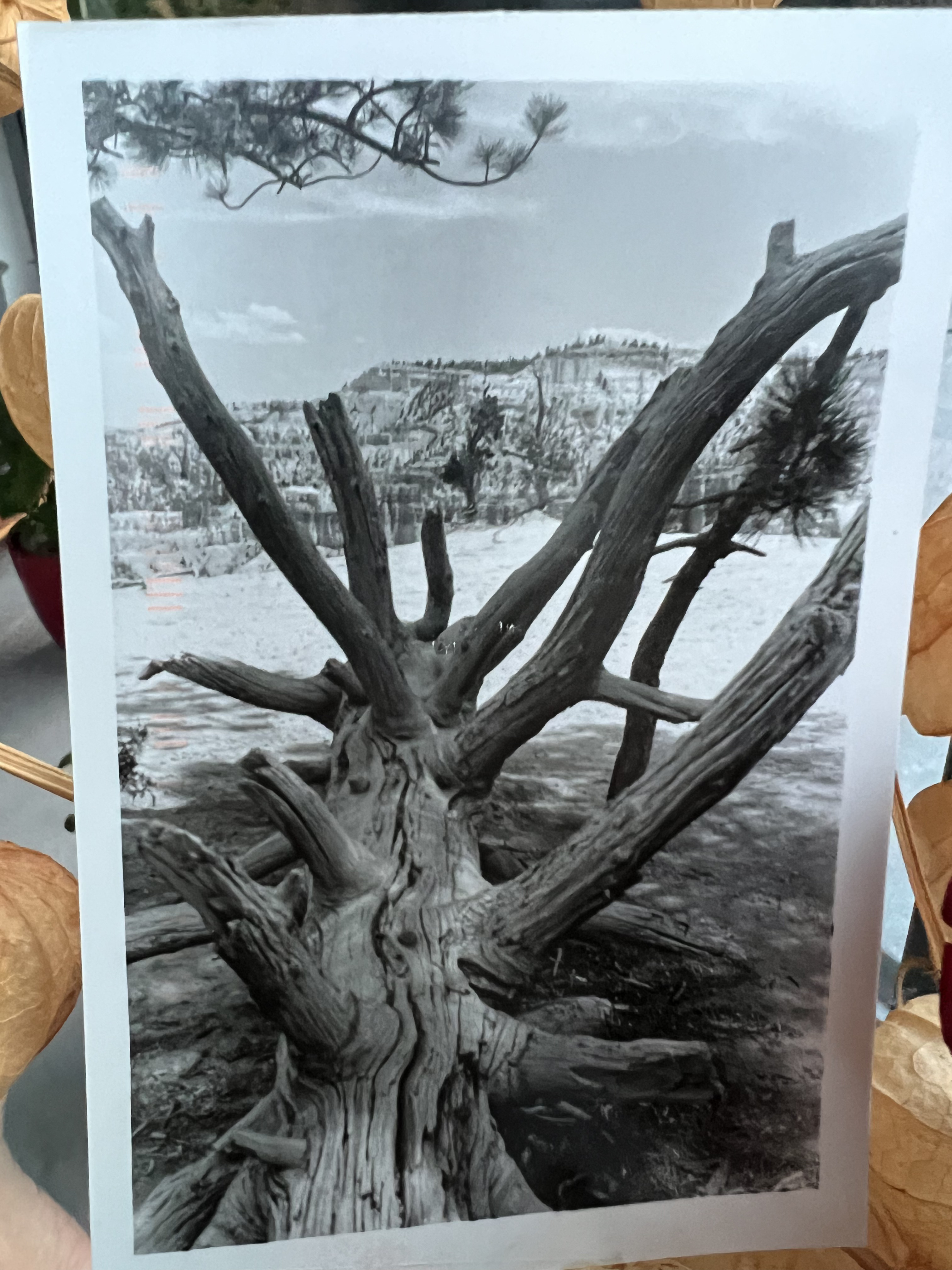 Zine photo